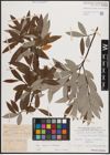 Foto von Salix caprea L. x Salix eleagnos Scop.